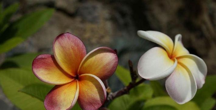 他转头就走的举动像哪种花语？