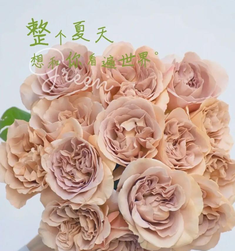 拿铁玫瑰花代表的花语是什么？