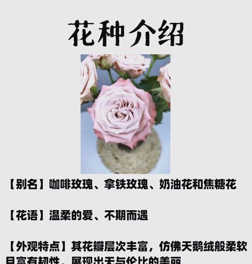 拿铁玫瑰花代表的花语是什么？