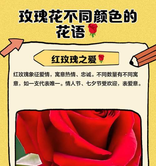 如何通过花语表达爱意？