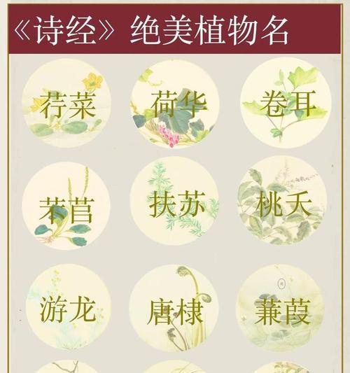 诗经中提到的花语有哪些？诗经中的花语有何深意？