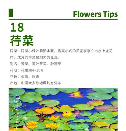 诗经中提到的花语有哪些？诗经中的花语有何深意？