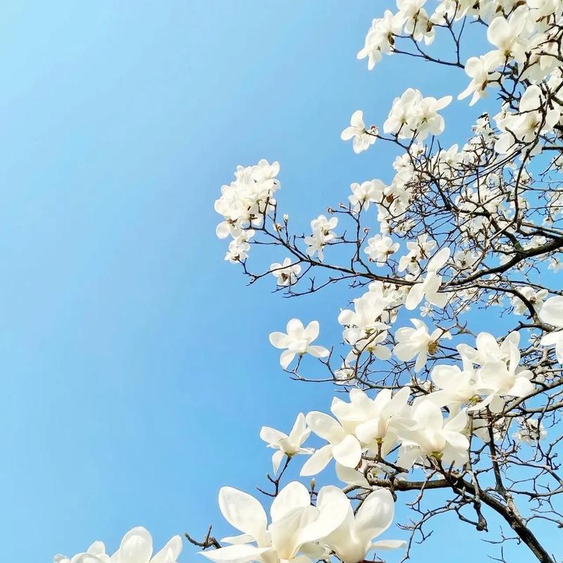 哪种花的花语代表纯洁无瑕？
