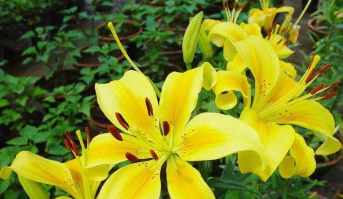 花语百岁无忧的含义是什么？