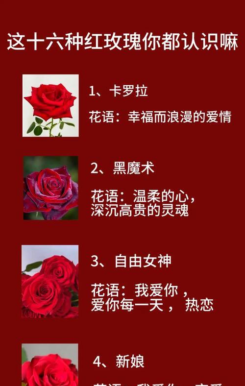 红粉玫瑰的花语是什么呢？红粉色玫瑰有何特别含义？