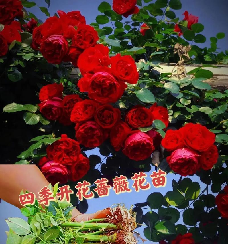 烟雨蔷薇的寓意是什么？花语有哪些含义？
