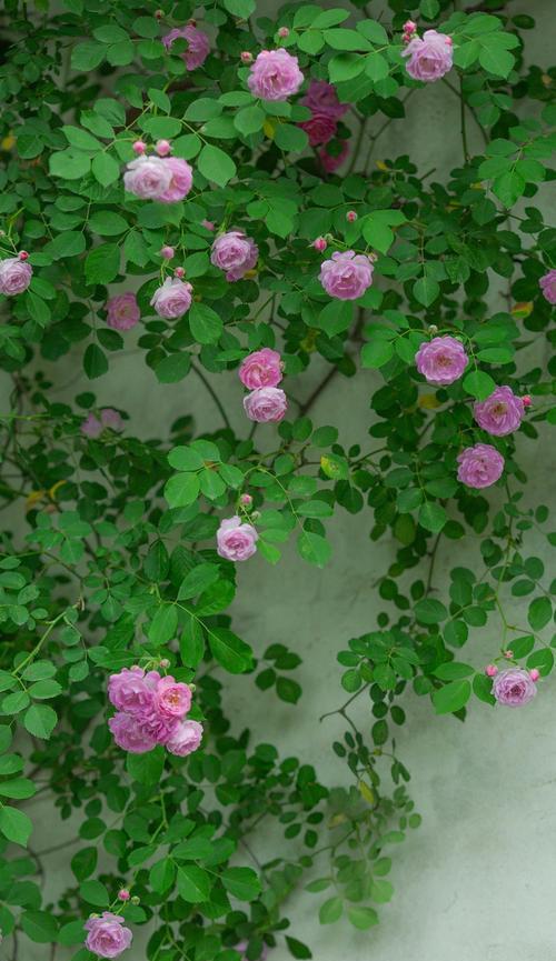 烟雨蔷薇的寓意是什么？花语有哪些含义？