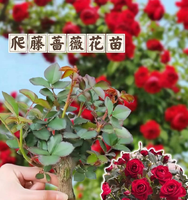烟雨蔷薇的寓意是什么？花语有哪些含义？