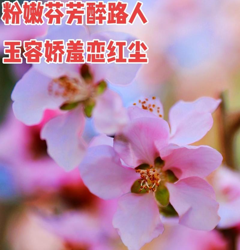 什么花语最能形容小孩子的纯真？