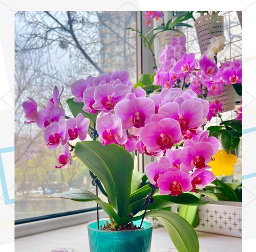 爸妈四朵花的花语代表什么？