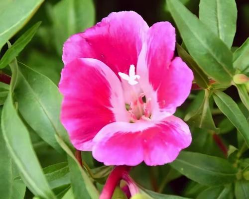 爸妈四朵花的花语代表什么？