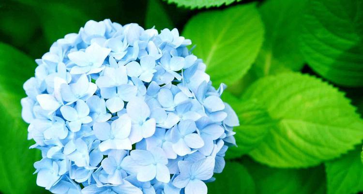 奋力向前的花语是什么？它鼓励我们追求什么？