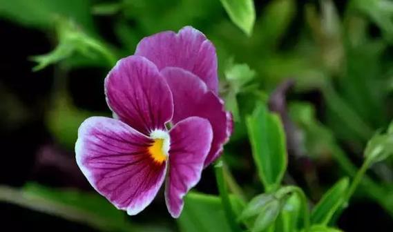 绿色蜡花的花语是什么？它在花语中代表了什么？