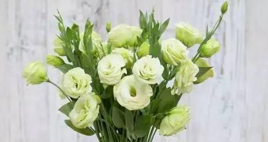 绿色蜡花的花语是什么？它在花语中代表了什么？