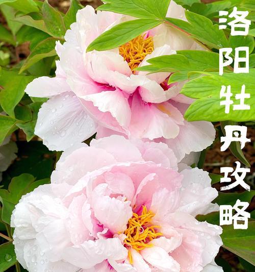 洛阳牡丹花的寓意有哪些？洛阳牡丹花象征着什么？