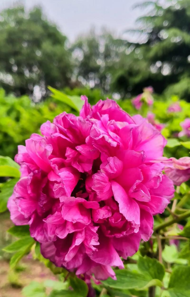 洛阳牡丹花的寓意有哪些？洛阳牡丹花象征着什么？