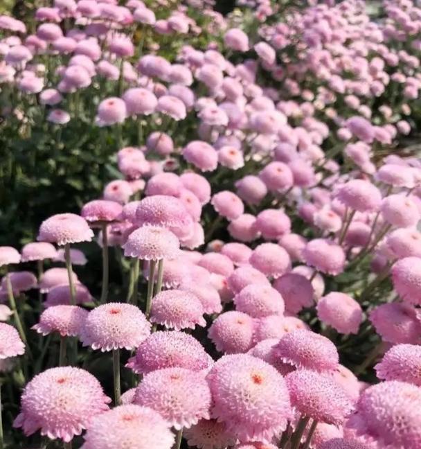 珠玉小菊的花语有何独特之处？