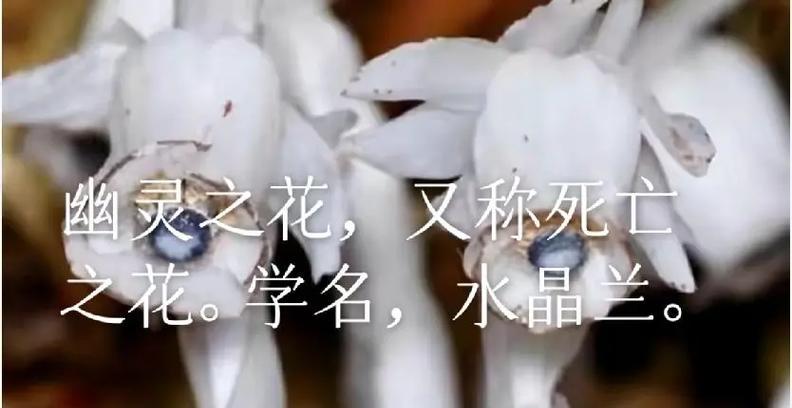 水仙兰的花语有哪些特别之处？