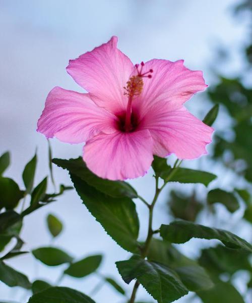 哪种花适合送给恩师表达仰慕？它的花语是什么？