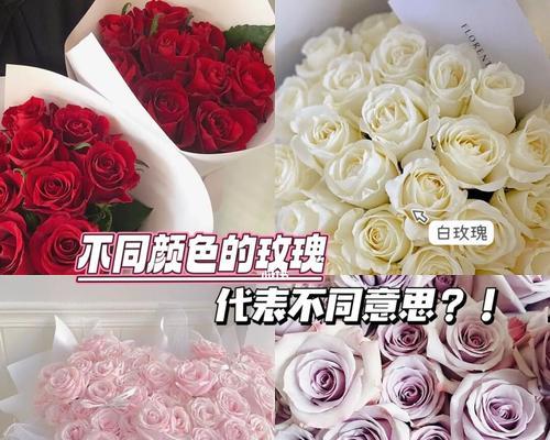 不同颜色玫瑰花各自代表什么？