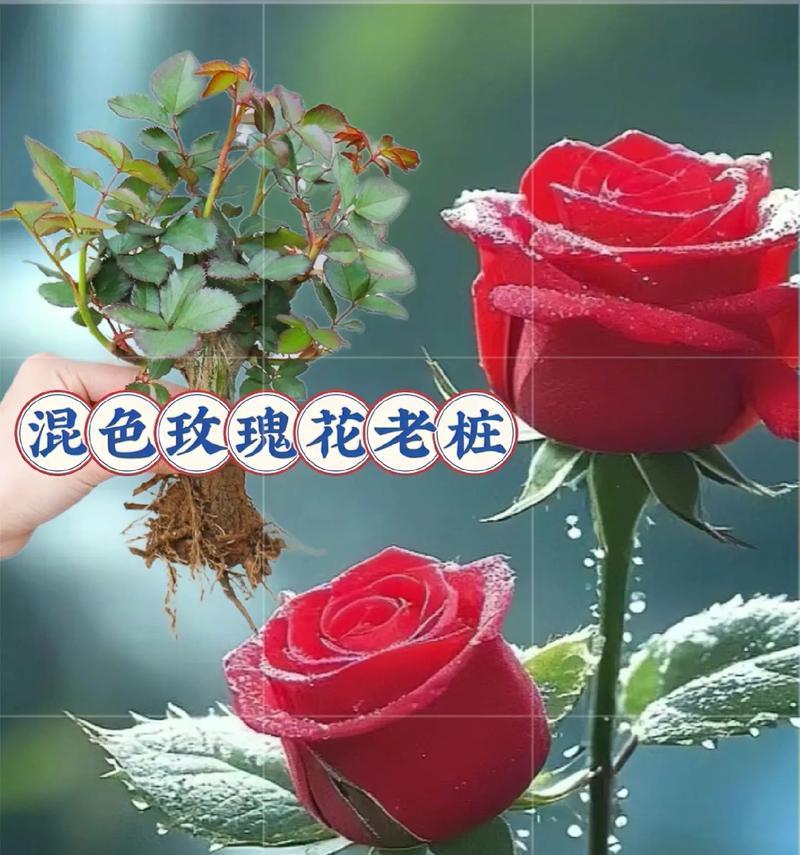 不同颜色玫瑰花各自代表什么？