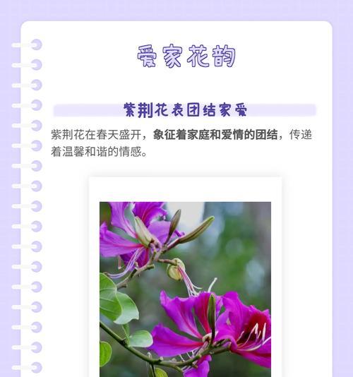 现在流行的花语有哪些？