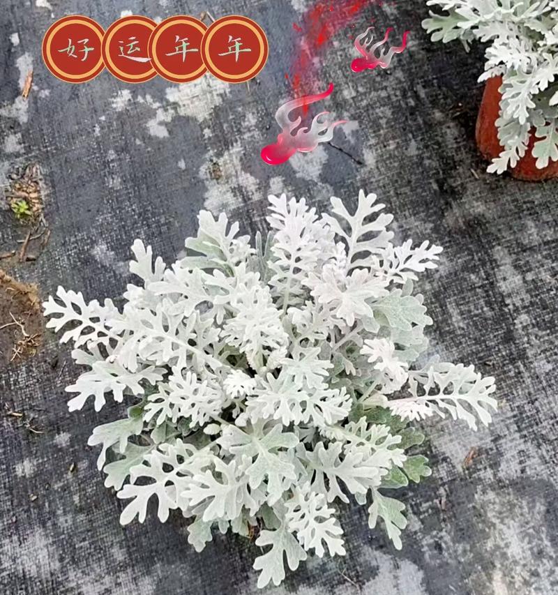 东洋菊的花语寓意有哪些？
