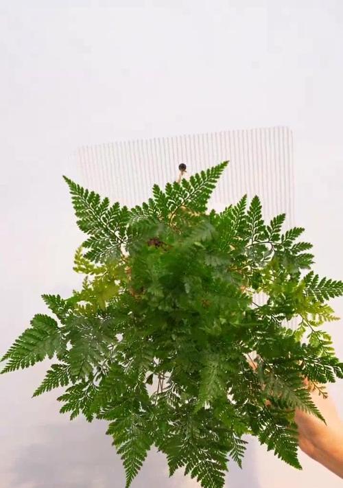 狼尾花的花语短句是什么？它有什么特别含义？