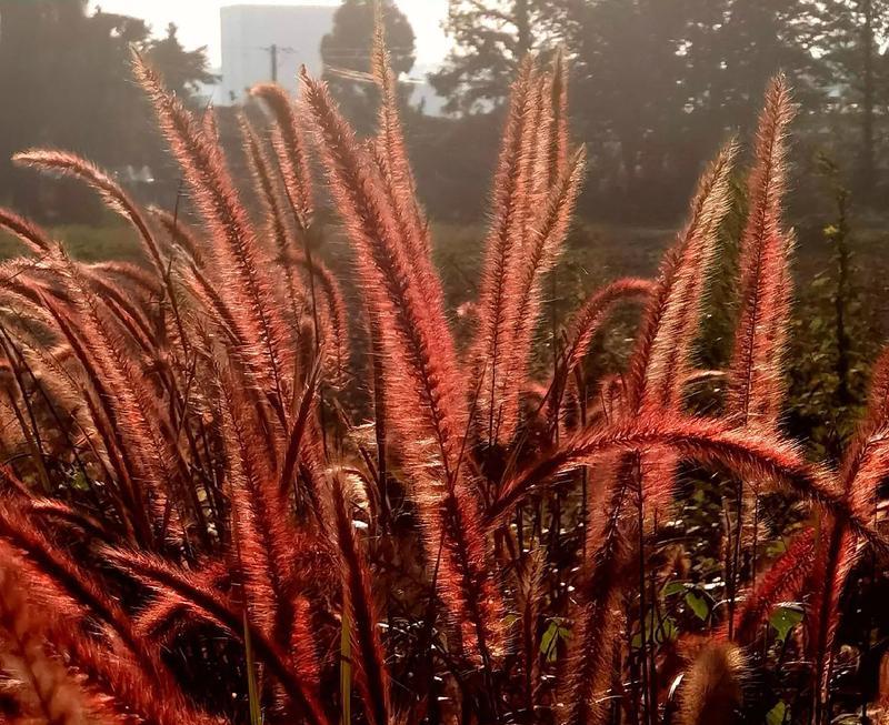 狼尾花的花语短句是什么？它有什么特别含义？