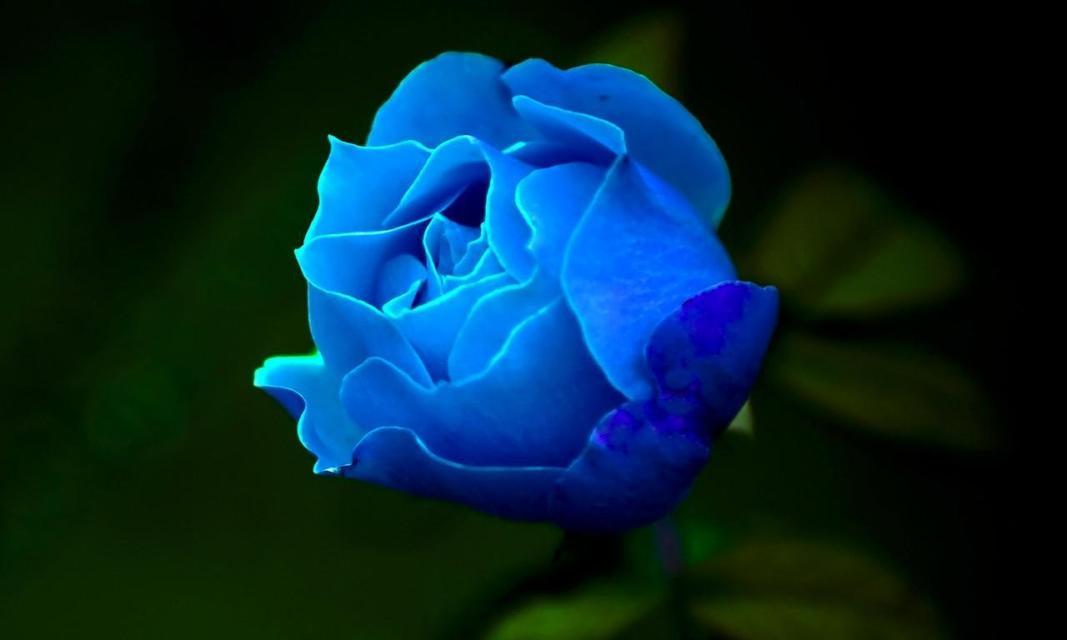 蓝色鲜花的花语象征着什么？它代表了哪些意义？