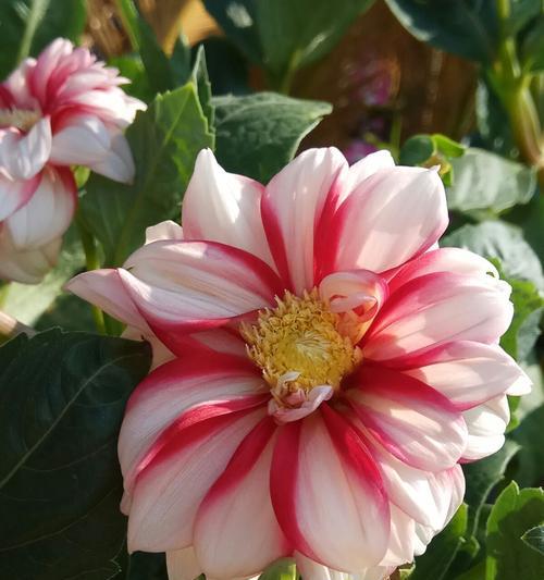 开挂的红针花语是什么意思？这种花语有何特别之处？