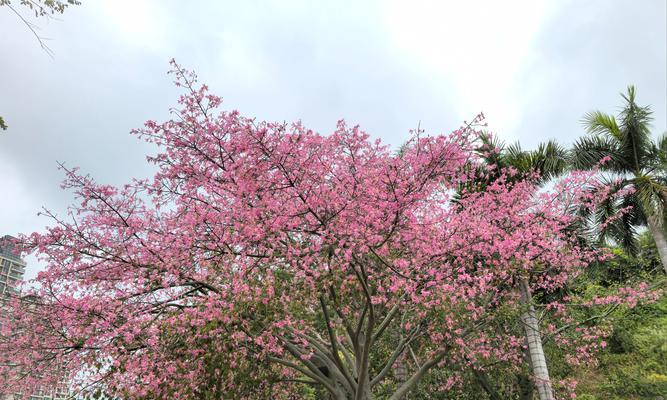 阳光明媚通常与哪种花的花语相关？