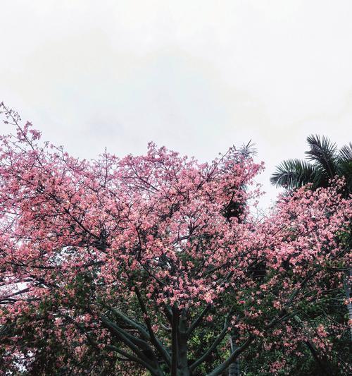 阳光明媚通常与哪种花的花语相关？