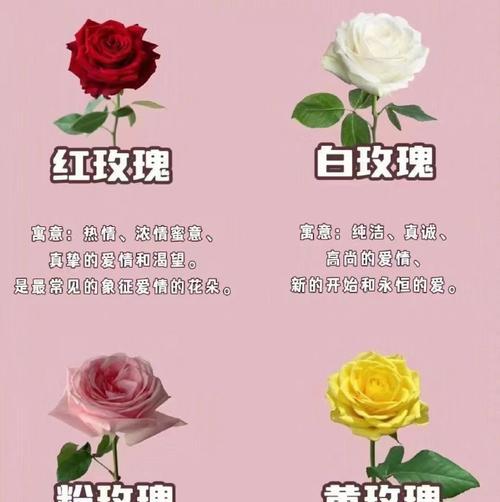 黄玫瑰凋落代表什么？黄玫瑰花语的深层含义是什么？
