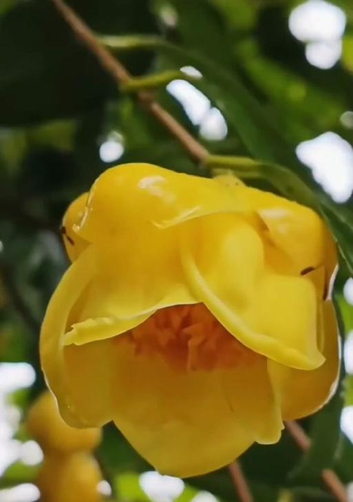 不客气在花语中是什么意思？花语中如何表达不客气？