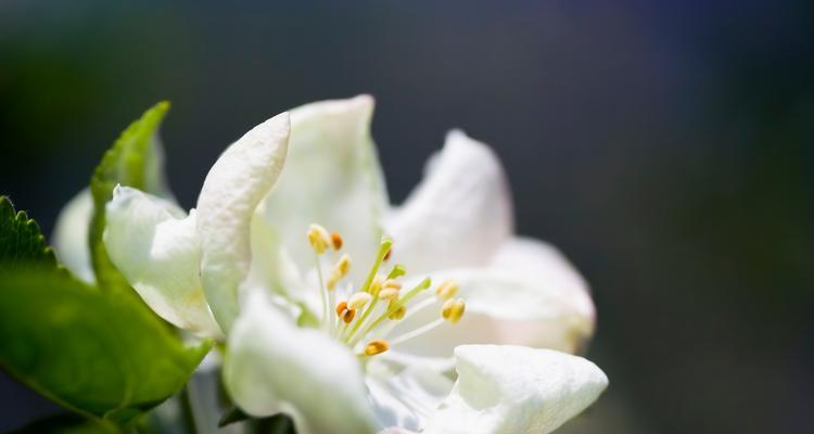 不客气在花语中是什么意思？花语中如何表达不客气？