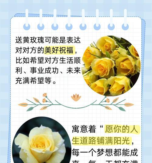 玫瑰的花期、花色和花语分别是什么？它们有何意义？