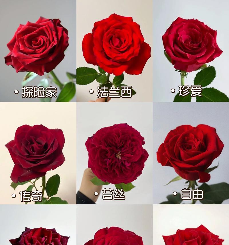 玫瑰的花期、花色和花语分别是什么？它们有何意义？