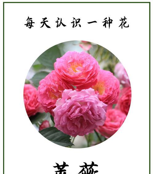 哪种花的花语象征真诚爱情？