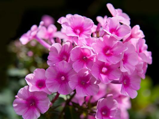 孤寂爱情的花语有哪些？花语中如何表达孤寂爱情？