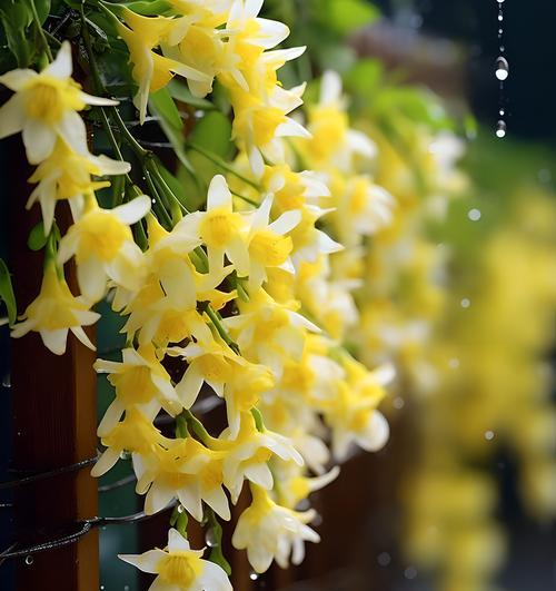 孤寂爱情的花语有哪些？花语中如何表达孤寂爱情？
