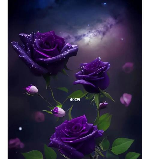 金刚相关的花语有哪些？