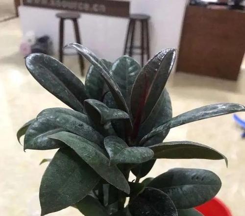 金刚相关的花语有哪些？