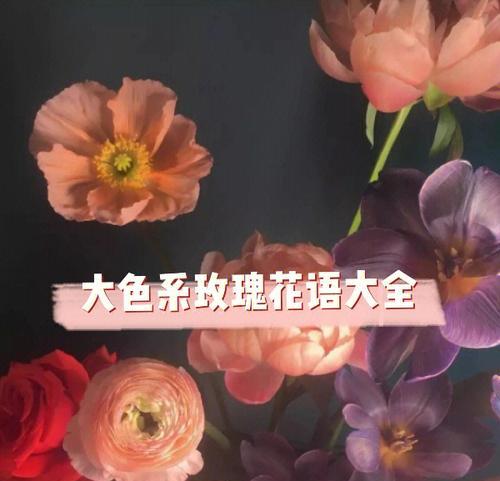 惊喜玫瑰花的花语含义是什么？