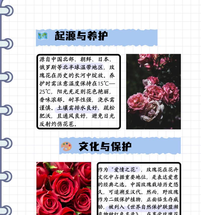 惊喜玫瑰花的花语含义是什么？