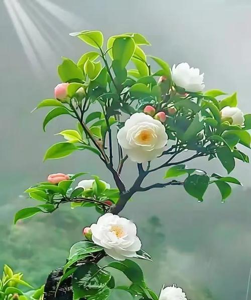 迎风摇曳的花语是什么花？它有何特别之处？