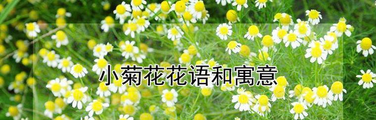 重返未来的花语与哪个生肖相关？重返未来花语的含义是什么？