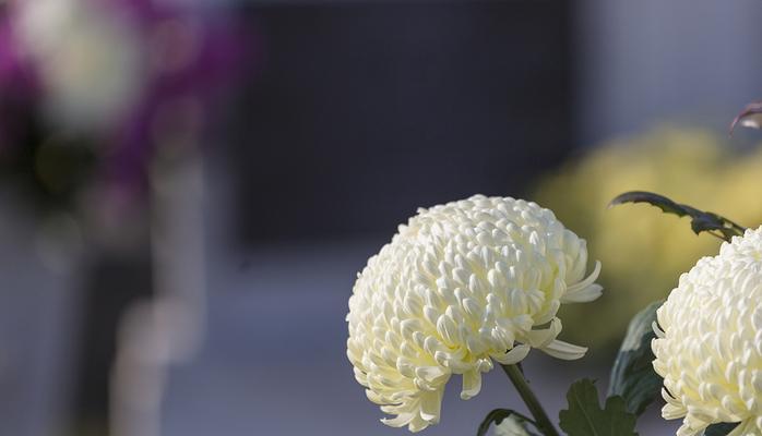 离情的花语代表什么？花语中离别的含义有哪些？
