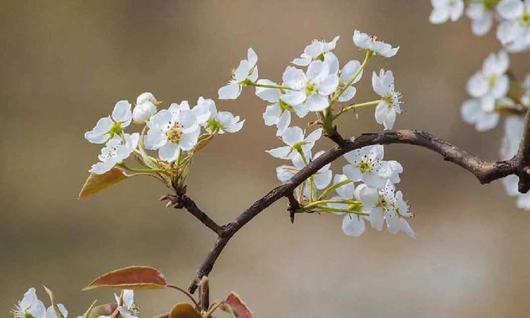离情的花语代表什么？花语中离别的含义有哪些？