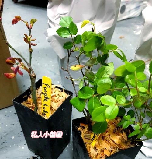 北美玫瑰的花语有何不同？它传递了哪些情感？